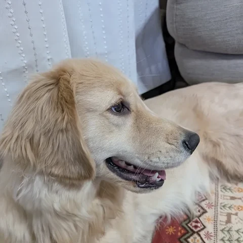 まさきちの愛犬、ゴールデンレトリバーのレン