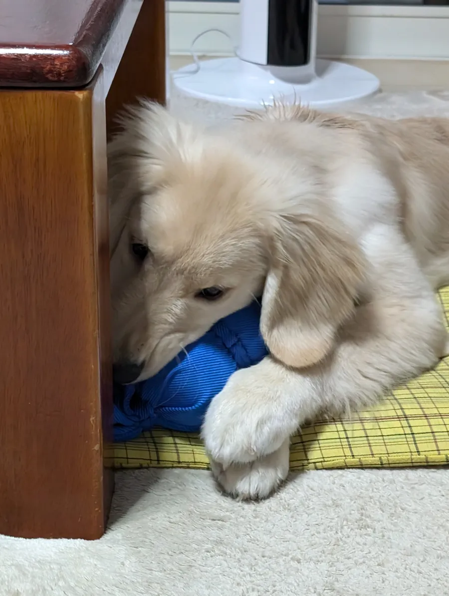 チェック柄のクッションの上で伏せて、青いおもちゃに顔をうずめる子犬のころのレン